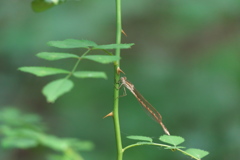 オツネントンボ♀