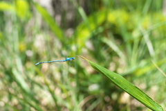 ルリイトトンボ♂