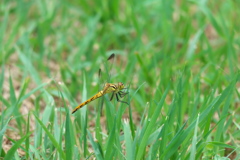 マユタテアカネ♀