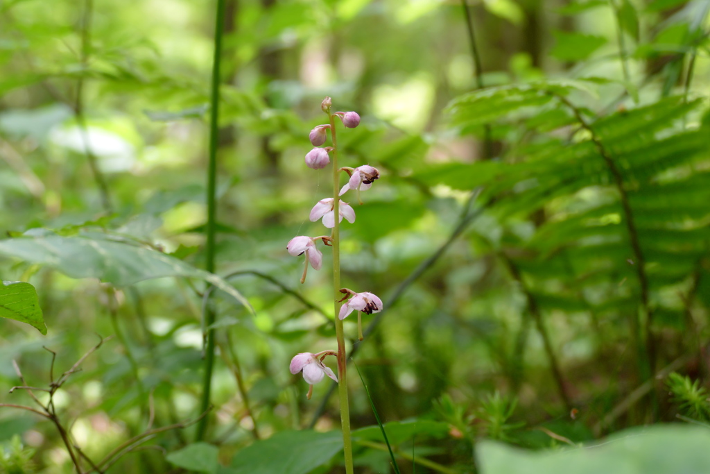 ベニバナイチヤクソウ
