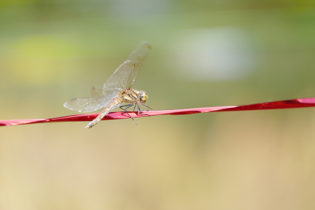 アキアカネ♀