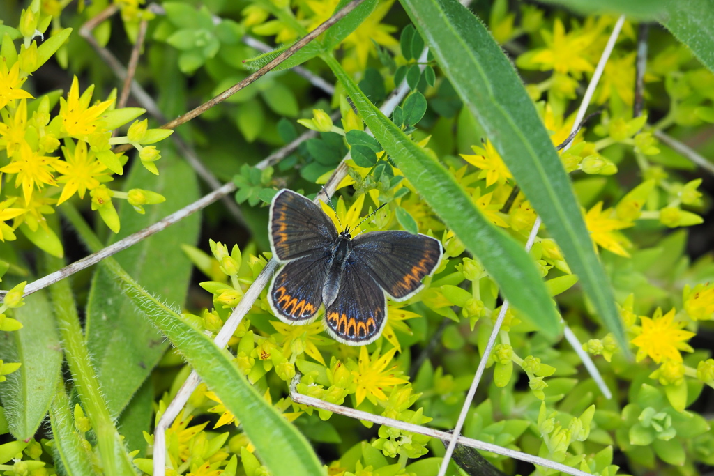 ミヤマシジミ♀　第１化