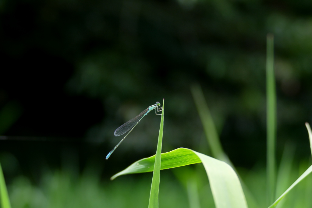 ホソミイトトンボ♂