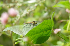 ヒメアカネ♀