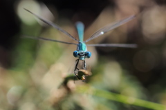 アオイトトンボ♂