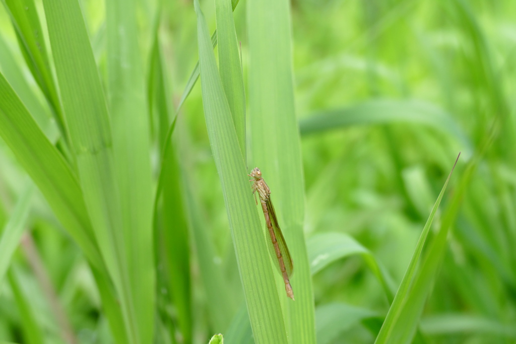 オツネントンボ♀
