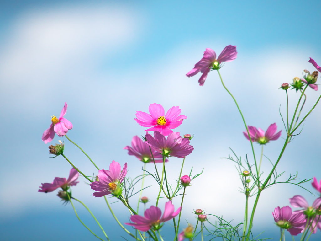 秋桜