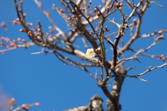 一輪ほどの・・