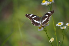 メスグロヒョウモン ♀