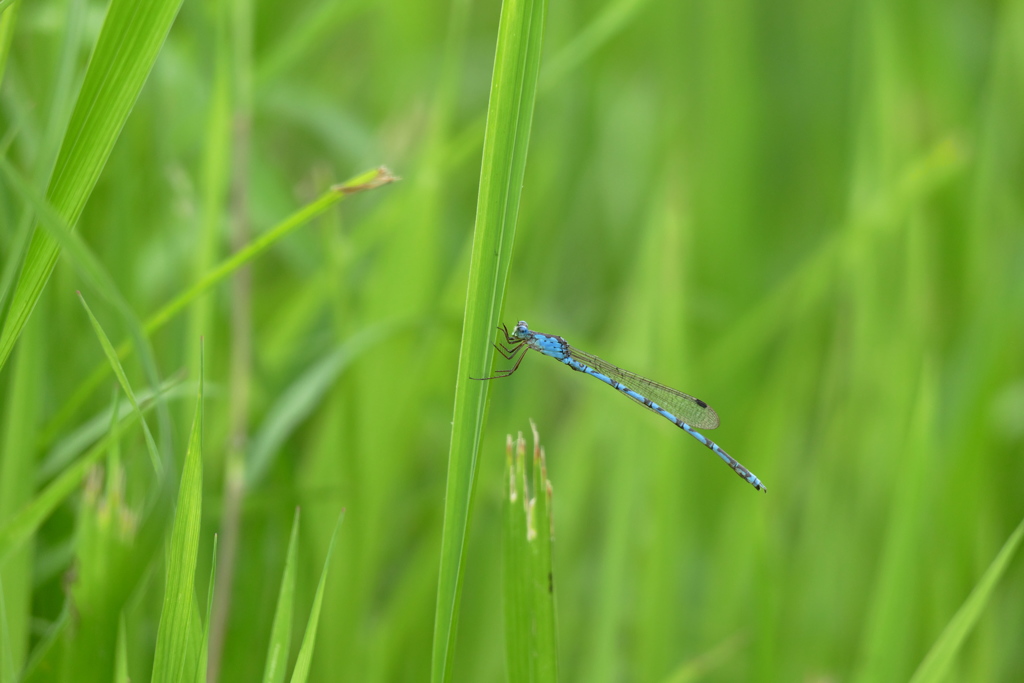 ホソミオツネントンボ♂