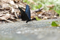 ミヤマカラスアゲハ