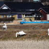 田んぼの畦のコハクチョウ