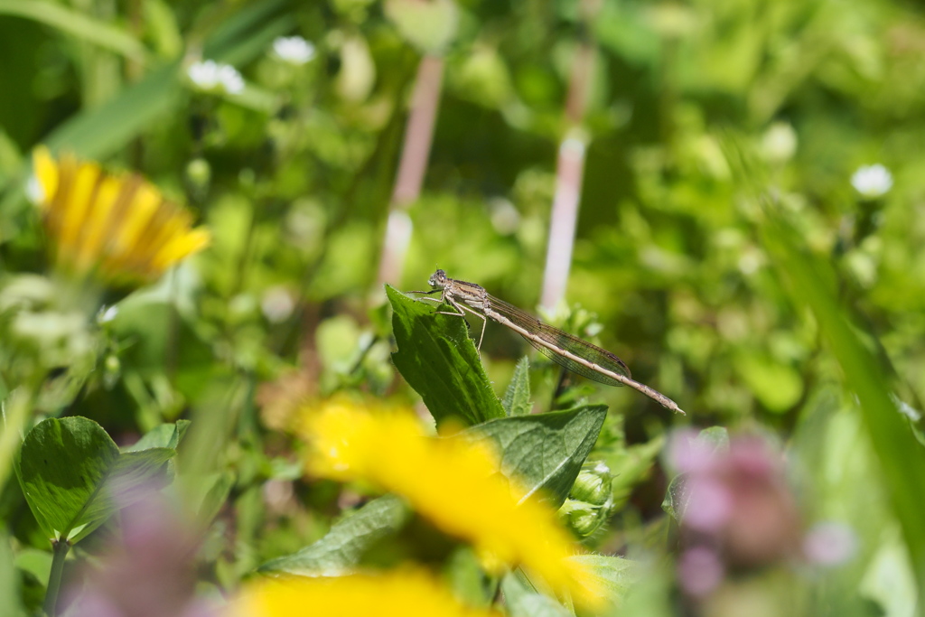 オツネントンボ♂