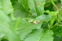 カエルの兄弟