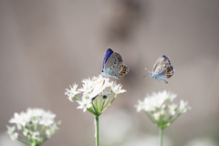 ニラ花にシジミチョウ
