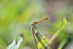 マイコアカネ♂