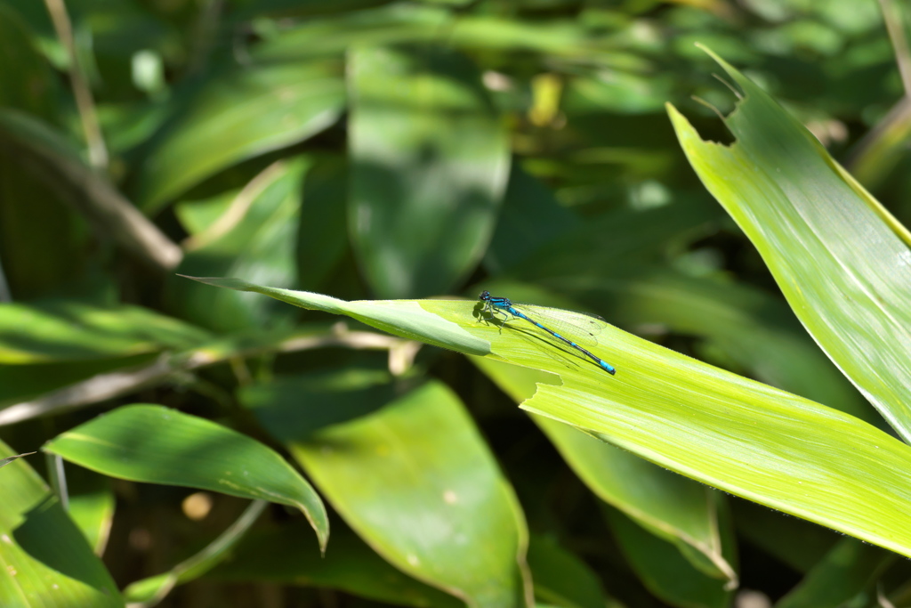 エゾイトトンボ♂