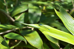 エゾイトトンボ♂