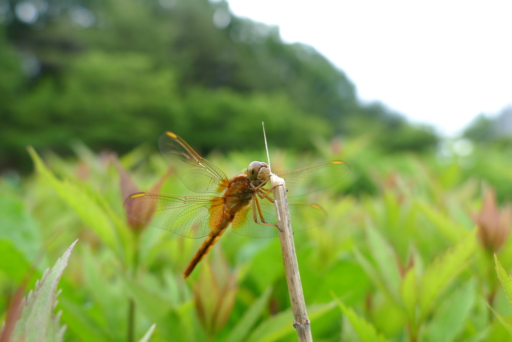 フジバカマの花壇にて、ショウジョウトンボ