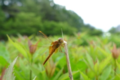 フジバカマの花壇にて、ショウジョウトンボ