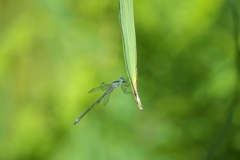 アオイトトンボ♂