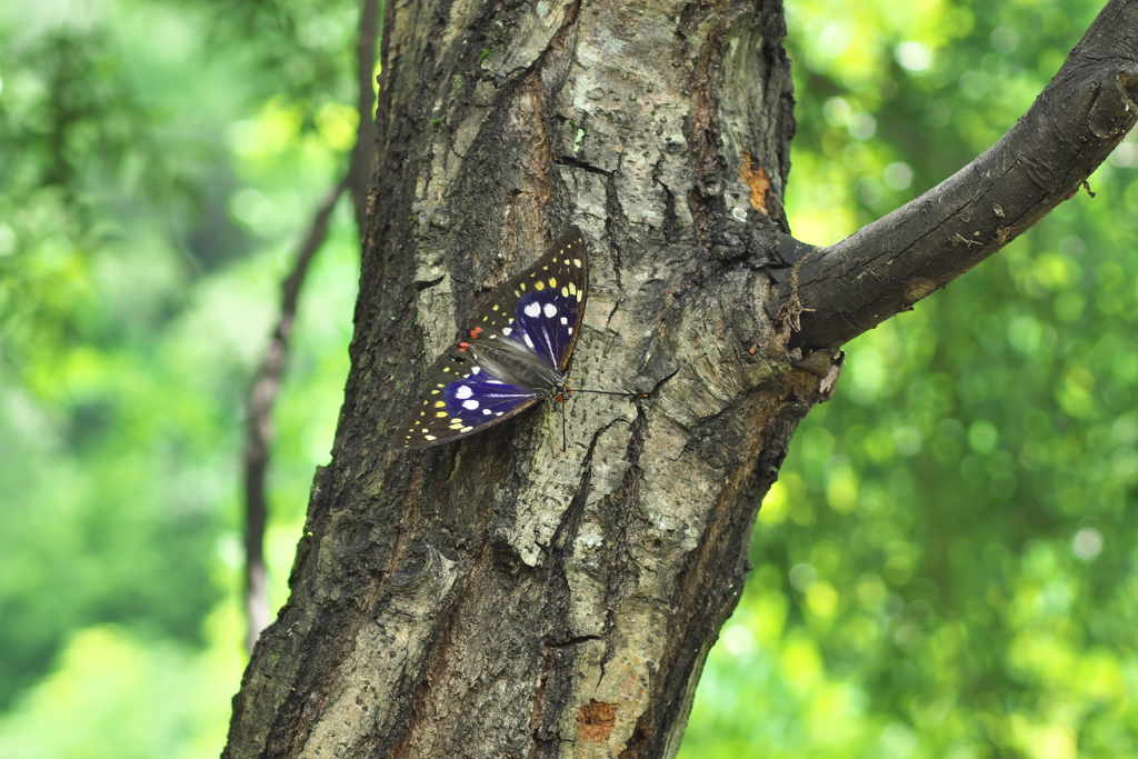 オオムラサキ♂