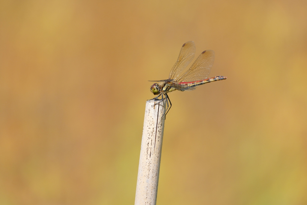 アキアカネ♀
