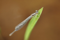 メタリックな個体