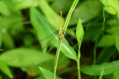 ヒメアカネ♀