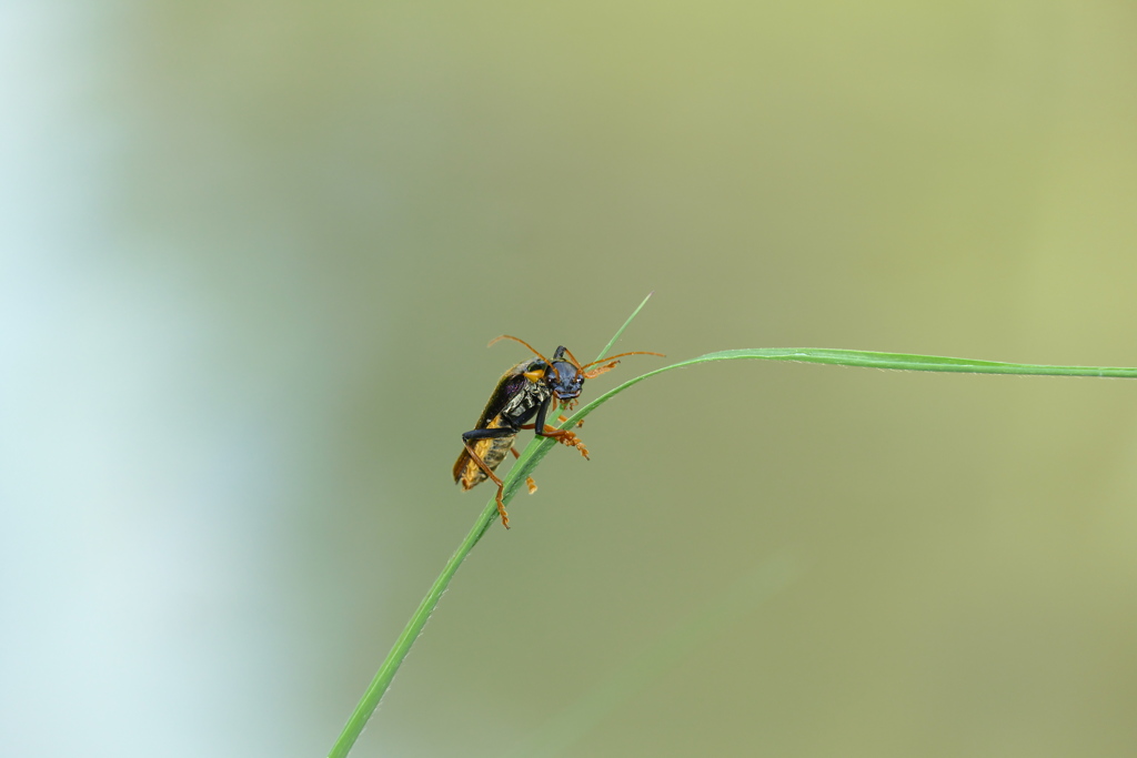 勝手に撮るなと怒られる