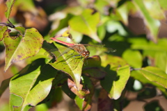 アキアカネ ♂