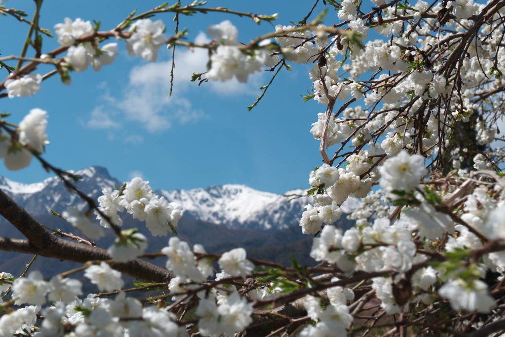 花桃と雪山