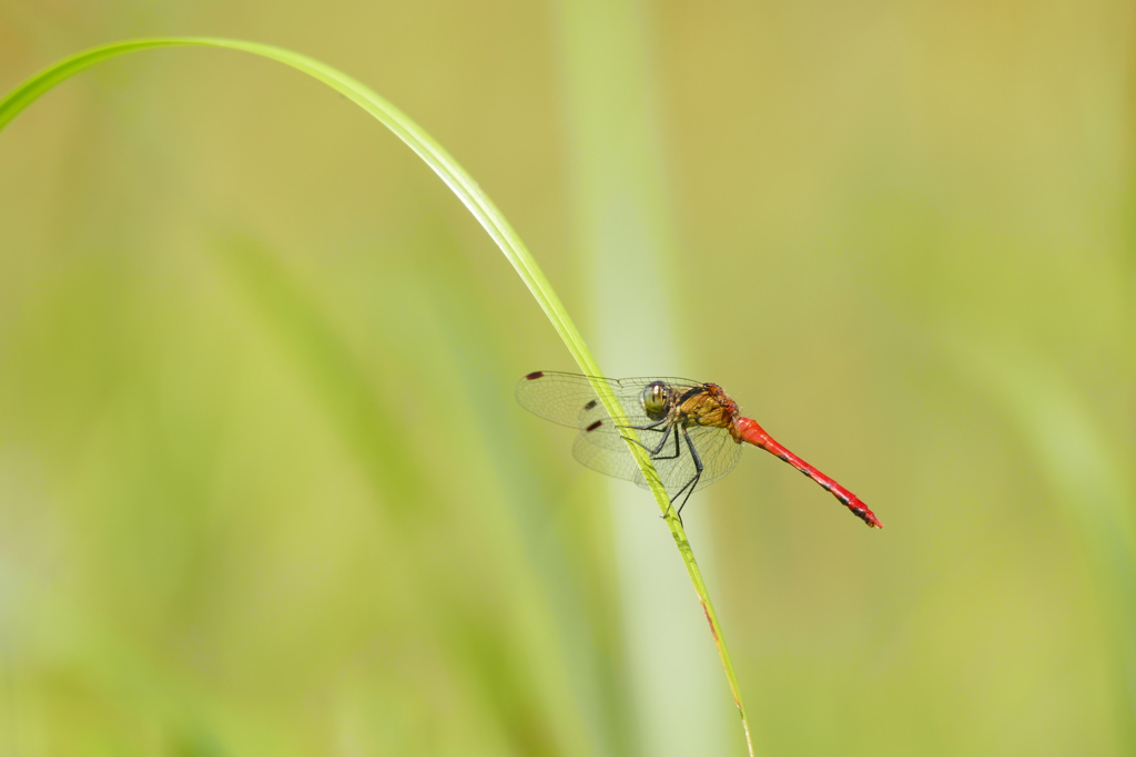 ヒメアカネ♂