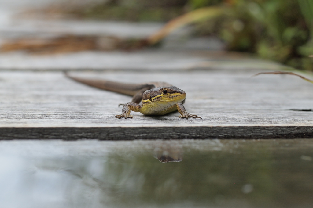 公園にて