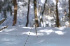 森の中にも雪が積もった日