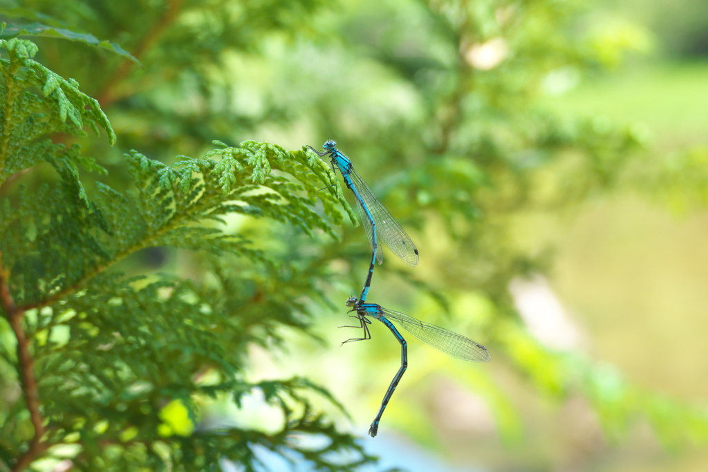 ルリイトトンボ　連結