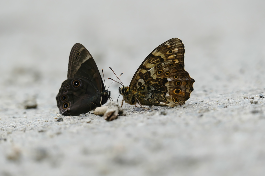 会食は二人まで