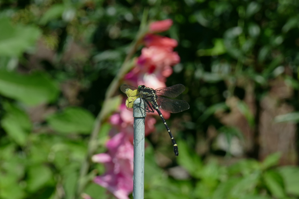 キチョウを食す