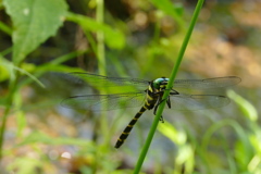 オニヤンマ♂