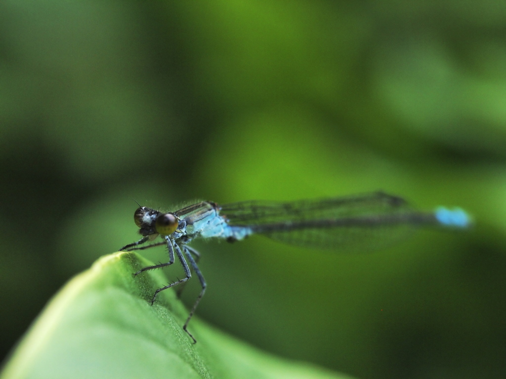 クロイトトンボ♂