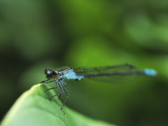 クロイトトンボ♂