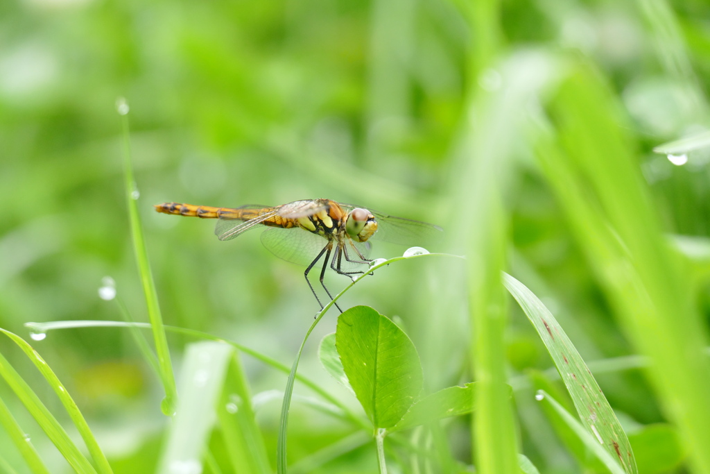 アキアカネ ♀