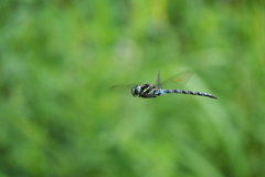 オオルリボシヤンマ♂