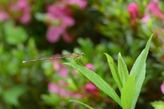 モノサシトンボ ♀
