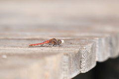 アキアカネ♂