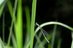 ホソミイトトンボ♀