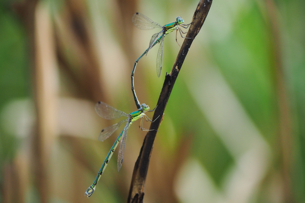 河川敷公園にて（10月第１週）