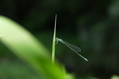 ホソミイトトンボ♂