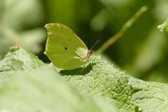 スジボソヤマキチョウ