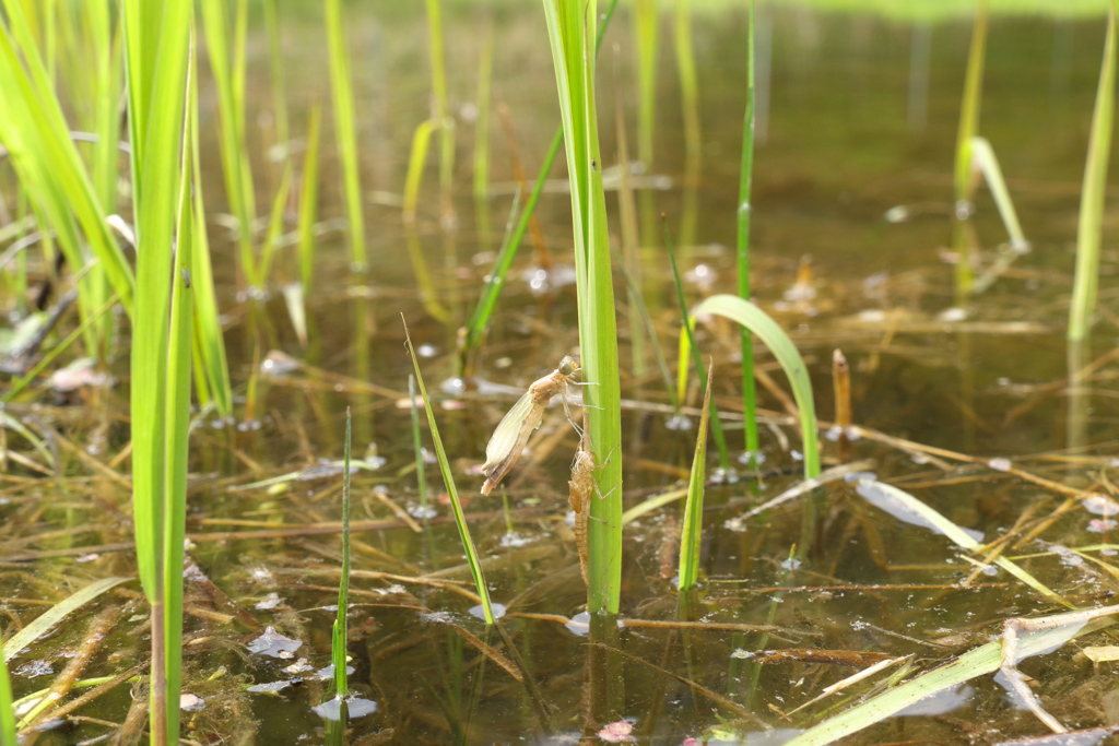 オオイトトンボ　羽化　その２